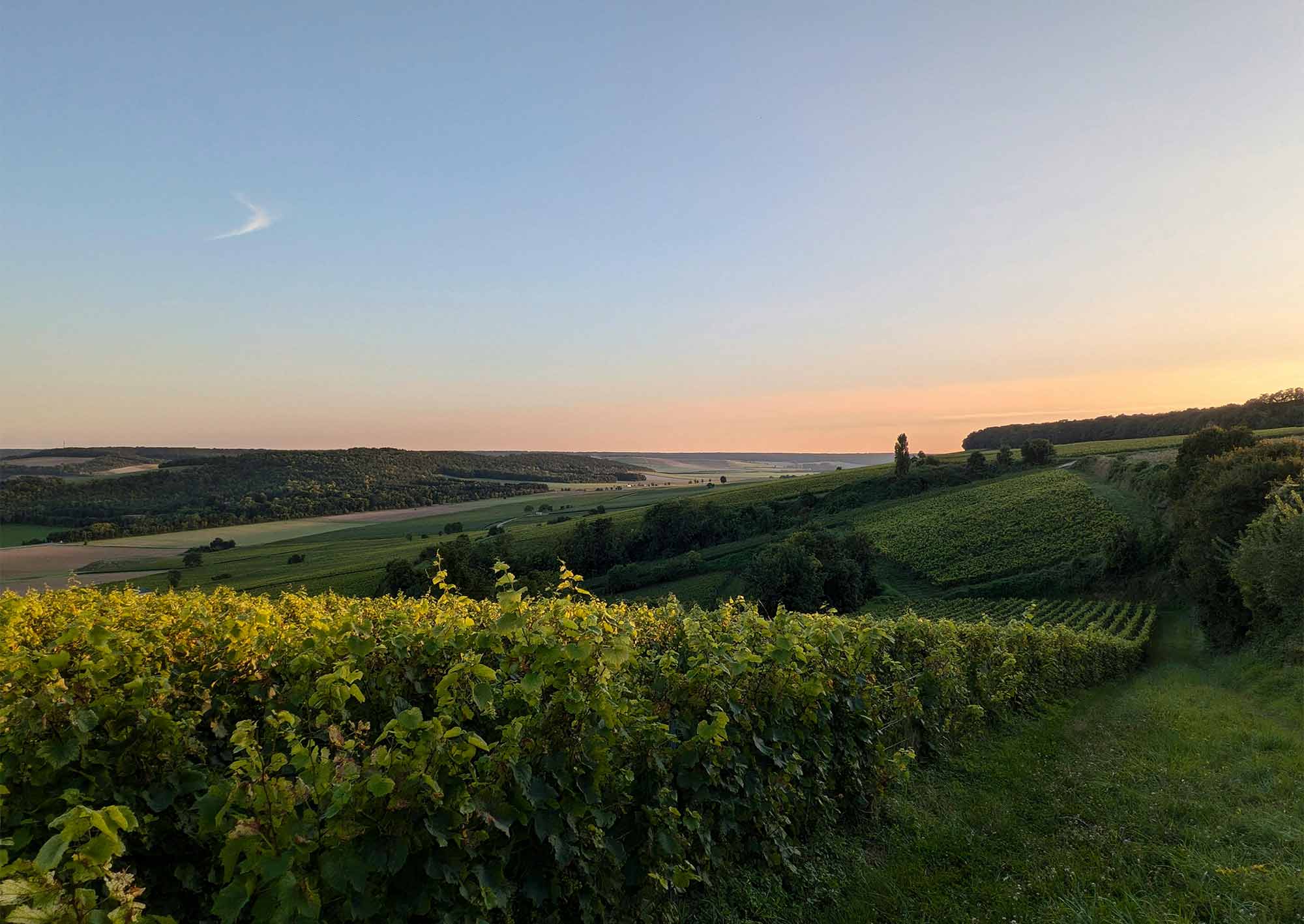 Vinfält i Frankrike